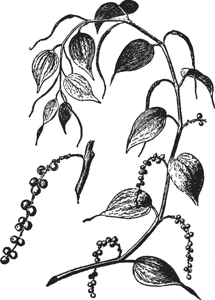 Black Pepper vintage illustration. vector