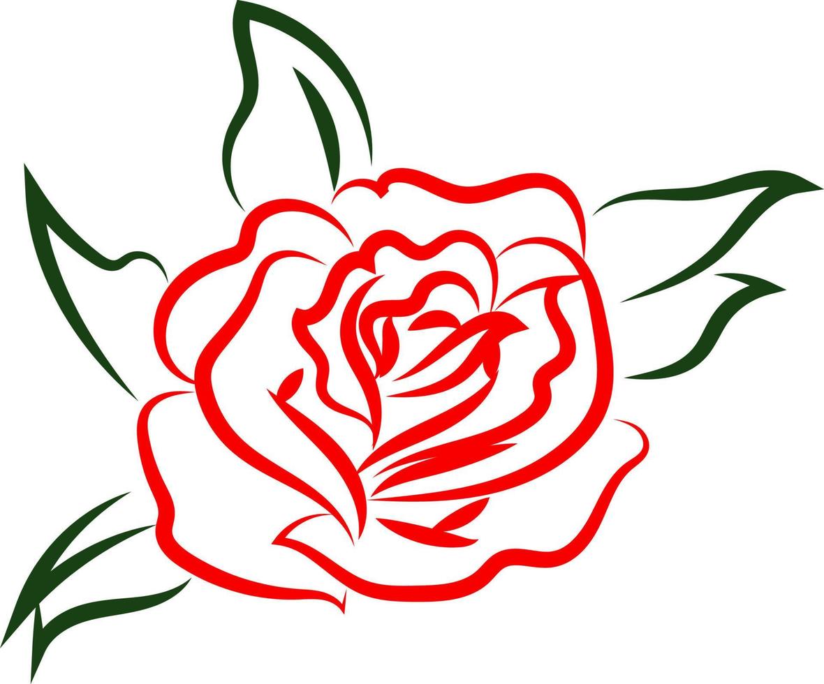 Red rose drawing, illustration, vector on white background.