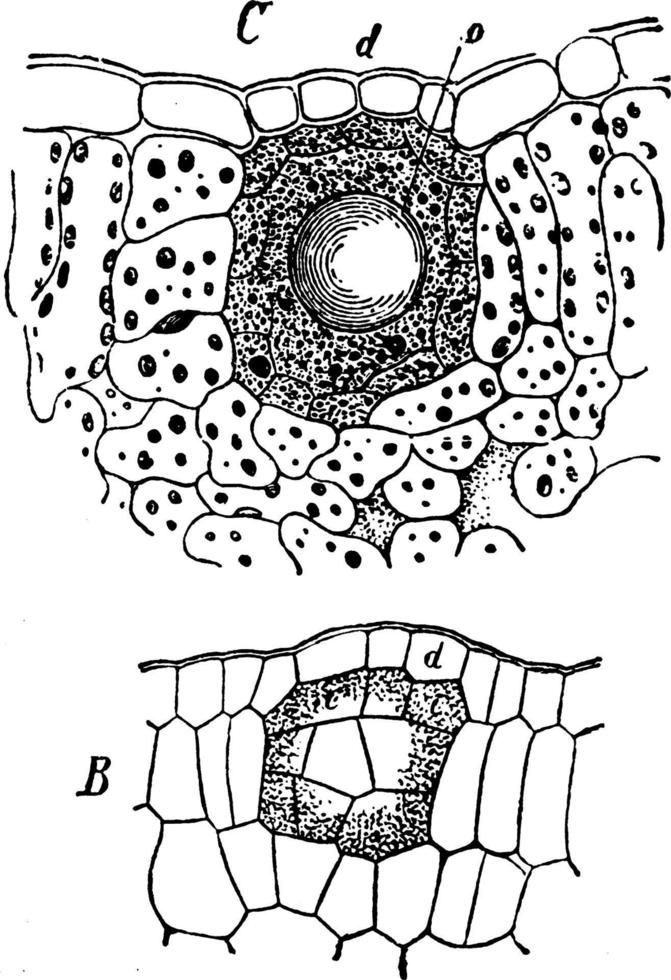 ilustración vintage de la glándula de la hoja. vector
