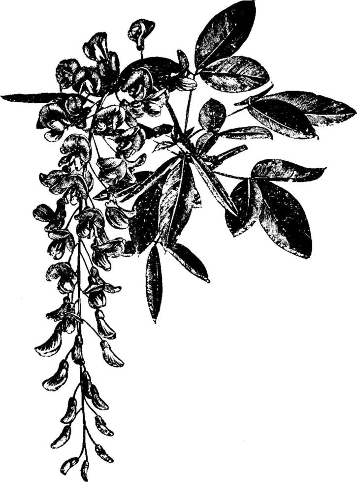 Flowering Branchlet of Laburnum Alpinum vintage illustration. vector