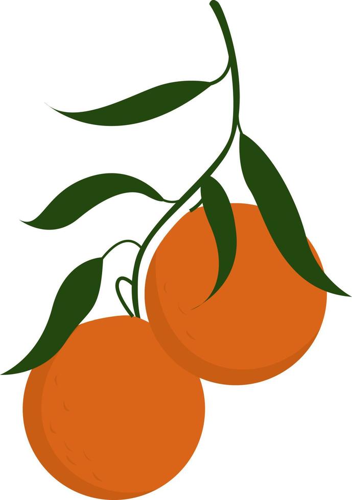 Orange on branch, illustration, vector on white background.