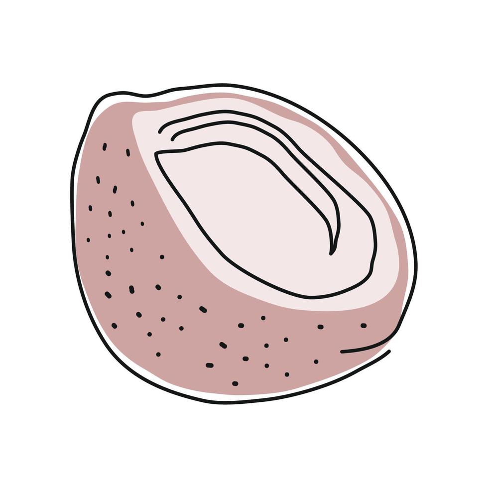 coconut fruit line drawing vector