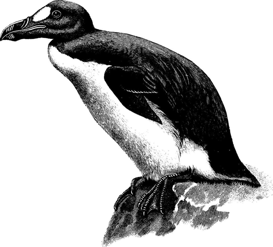 Great Auk, vintage illustration. vector