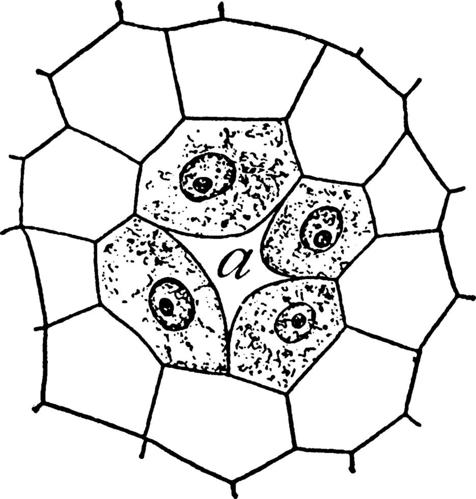 Resin gland of a fir vintage illustration. vector