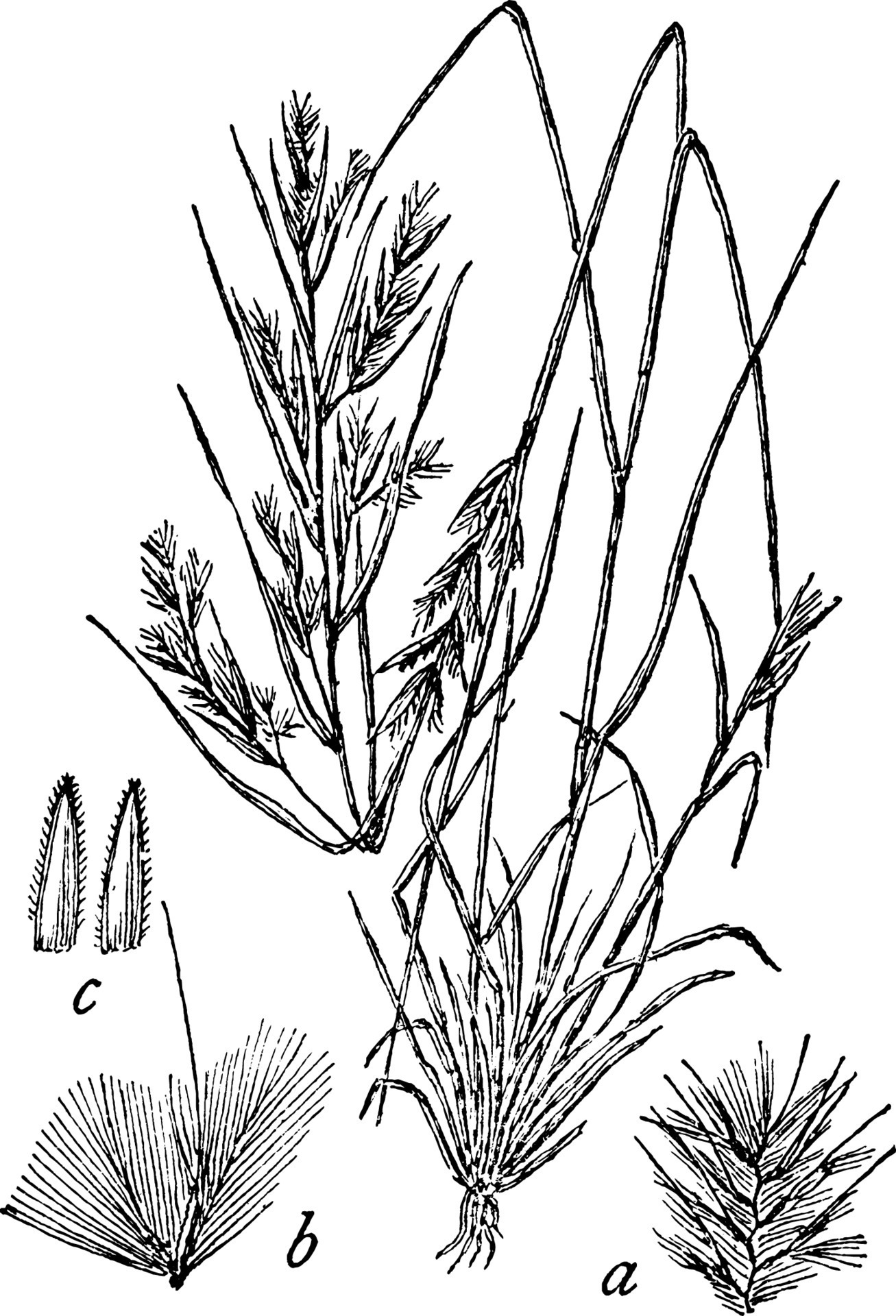 Broomsedge vintage illustration. 13818051 Vector Art at Vecteezy