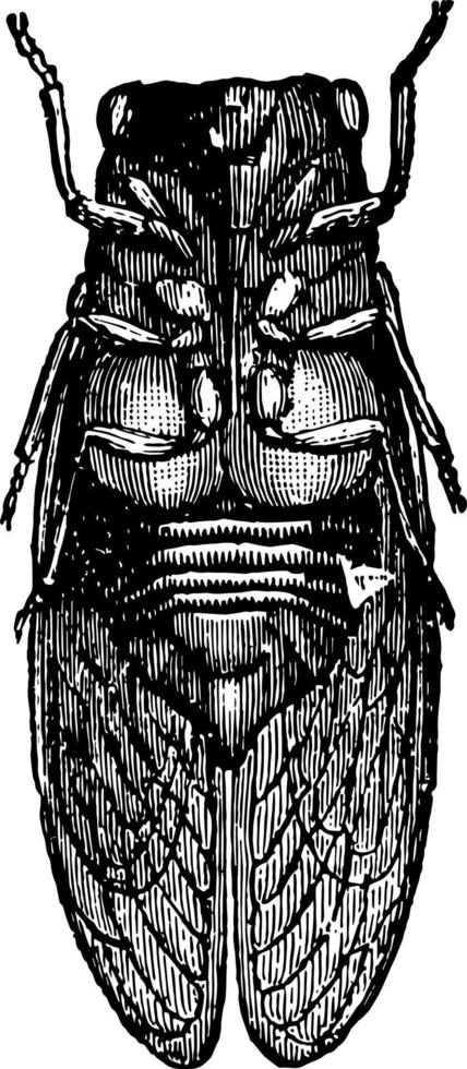 Male Cicada vintage illustration. vector