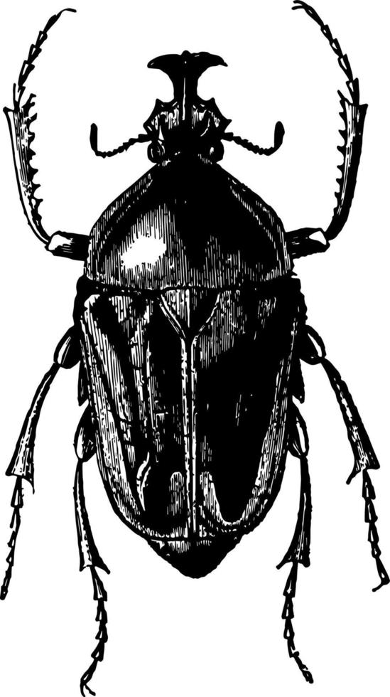 Goliathus Derbyana vintage illustration. vector