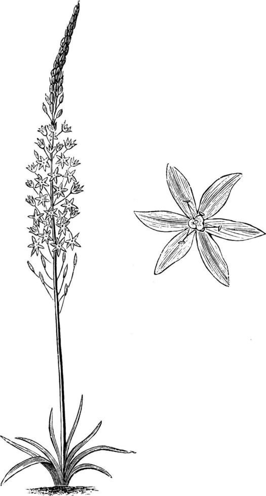 hábito y flor única separada de ornithogalum pyramidale ilustración vintage. vector