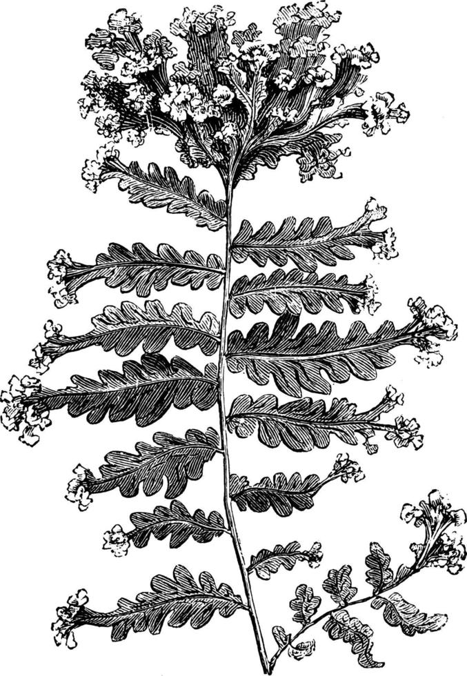 nephrodium molle grandiceps ilustración vintage. vector