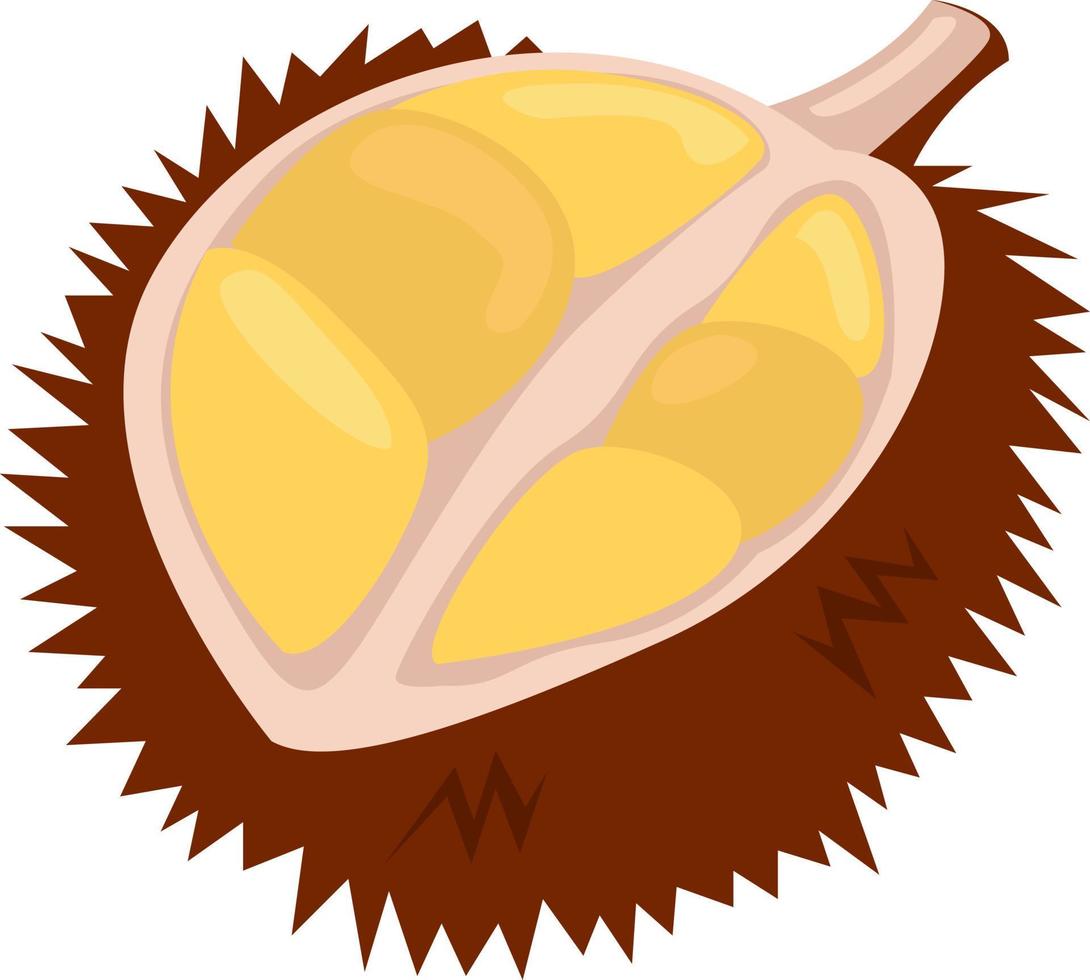 Durian maduro, ilustración, vector sobre fondo blanco.