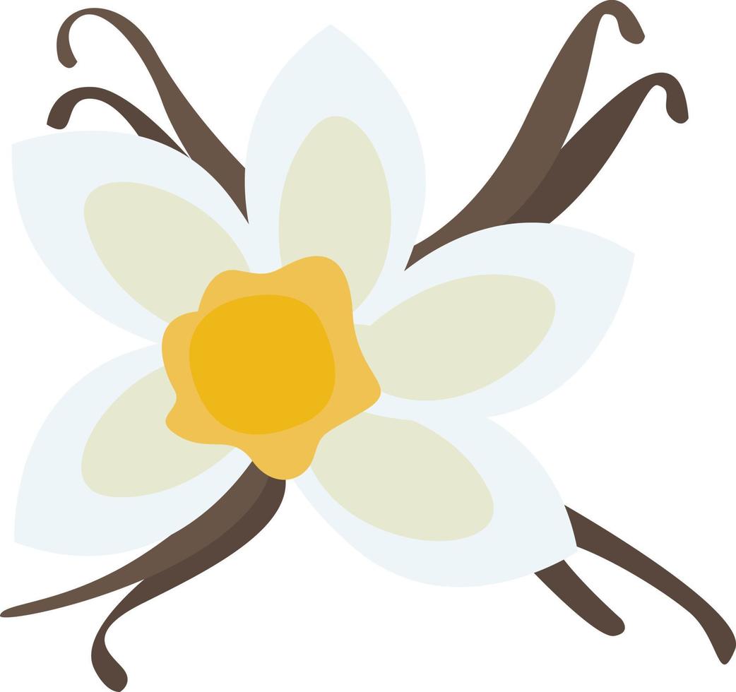 Vanilla flower, illustration, vector on white background.