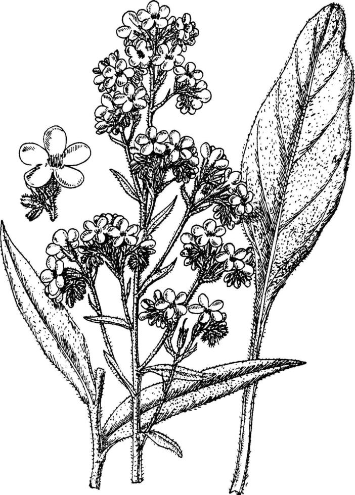 Dropmore Variety of Anchusa Italica vintage illustration. vector
