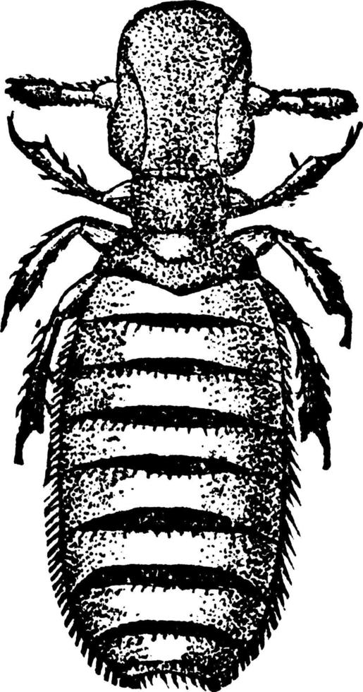 Biting louse, vintage illustration. vector