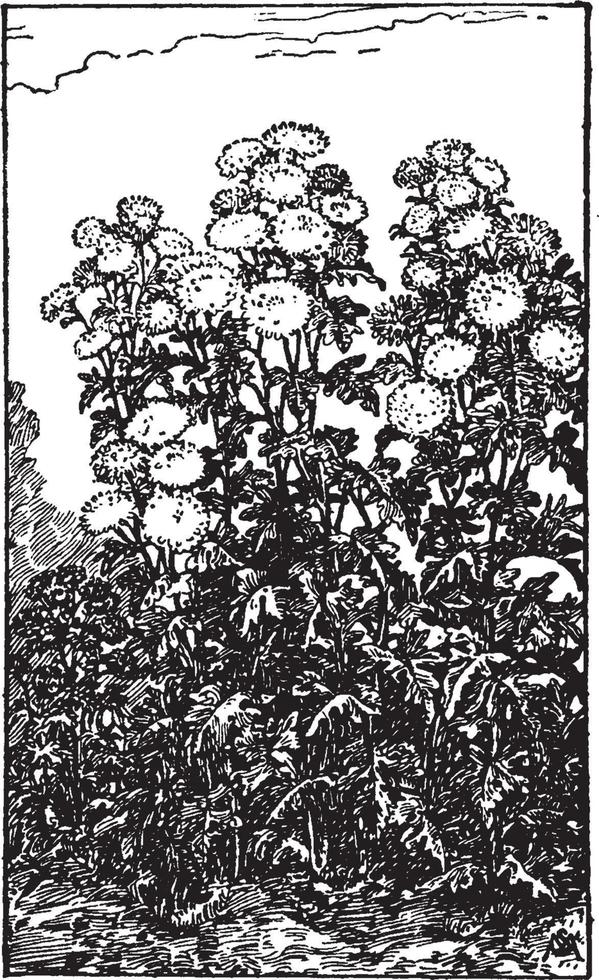 Hardy Chrysanthemum vintage illustration. vector
