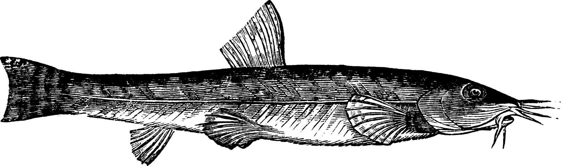 Loach, vintage illustration. vector