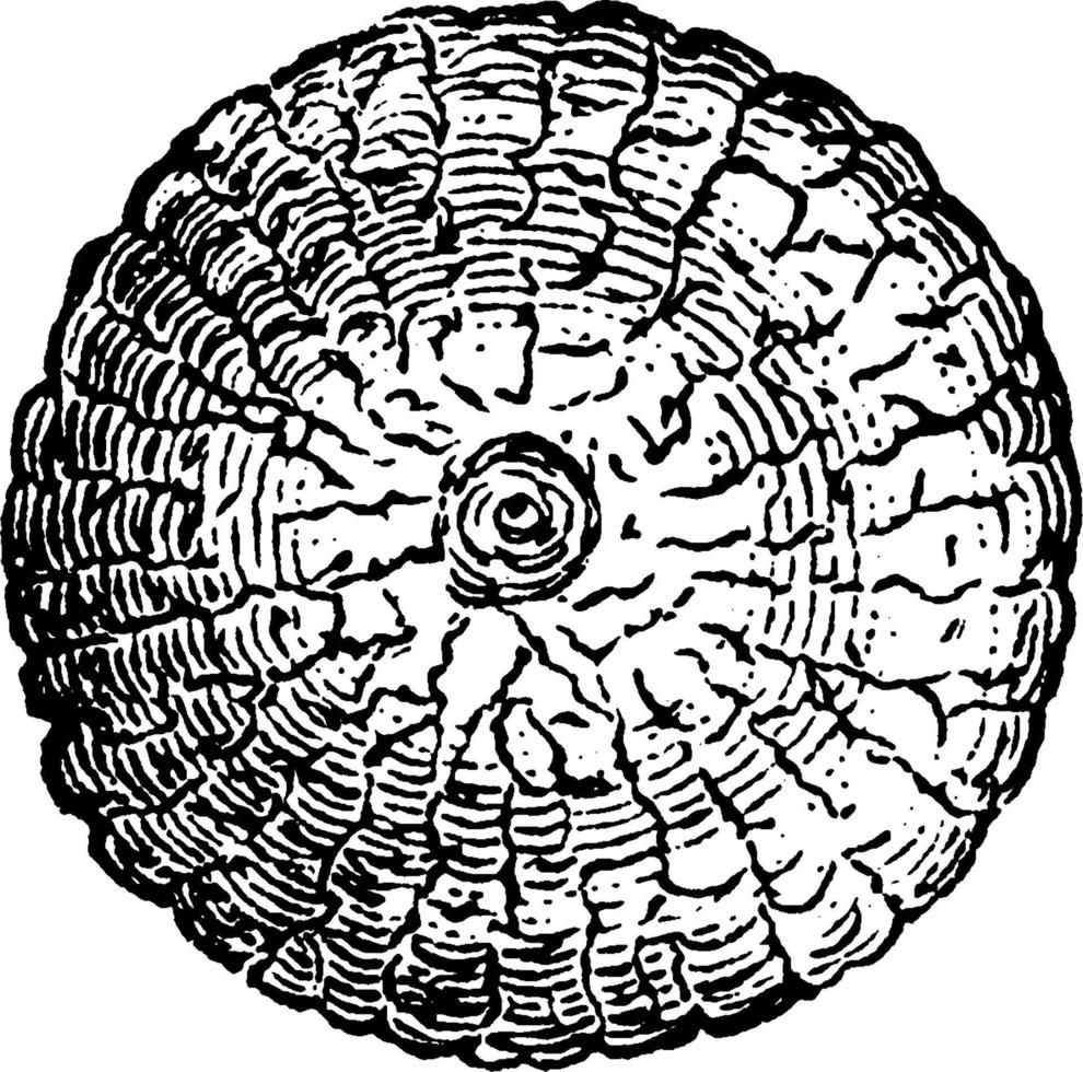 Armyworm, vintage illustration. vector