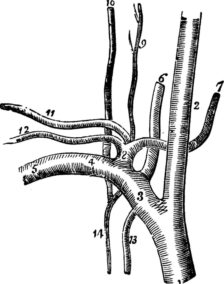 la arteria subclavia, ilustración vintage. vector