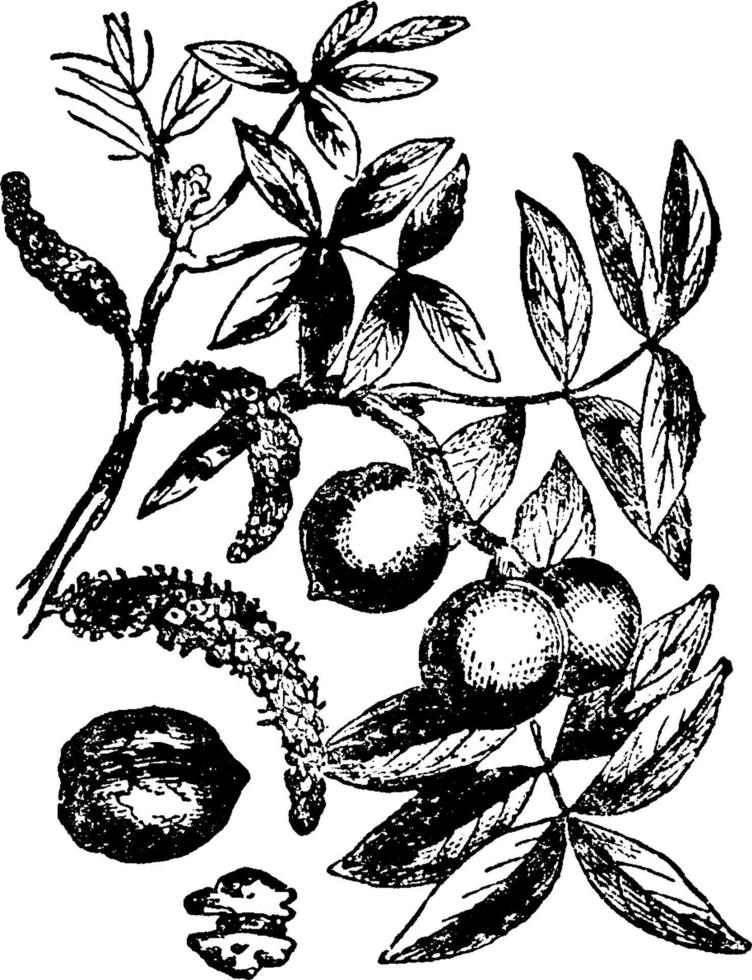 Walnut, vintage illustration. vector