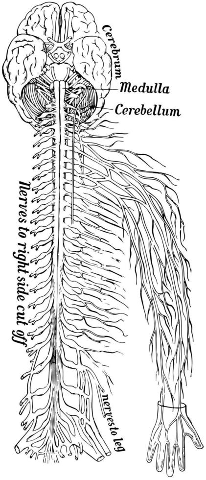 sistema nervioso, ilustración vintage vector