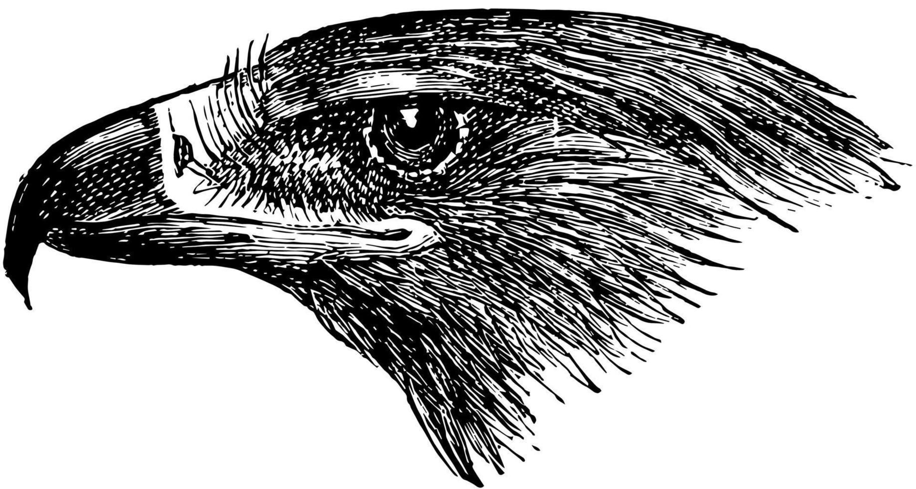 Golden Eagle Head, vintage illustration. vector