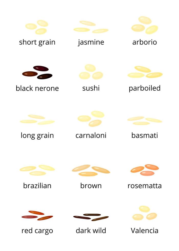 Types of rice. vector