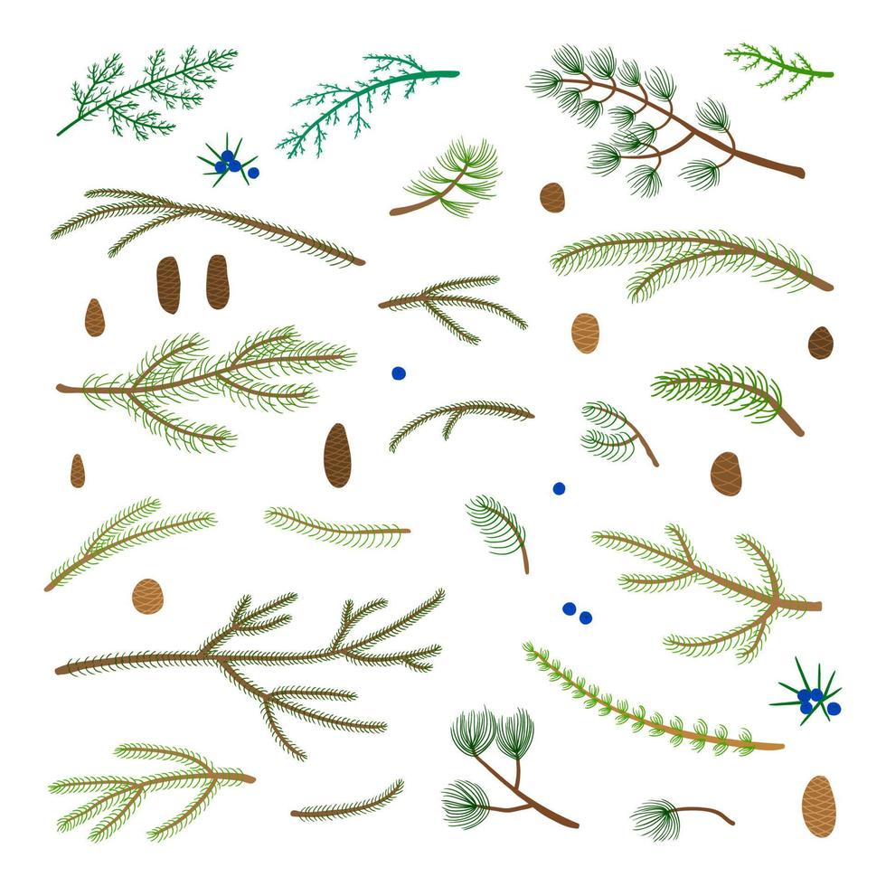 Set of hand drawn coniferous branches. vector