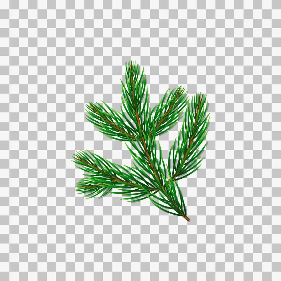 Realistic pine or fir branch. vector