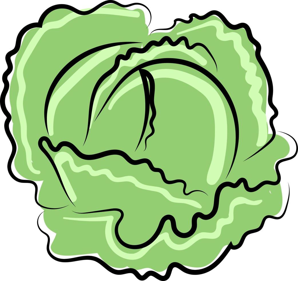 Fresh cabbage, illustration, vector on white background.