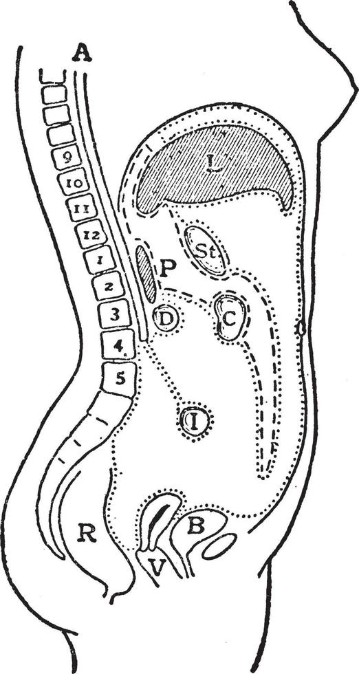 Vertical Median Section of the Trunk, vintage illustration vector