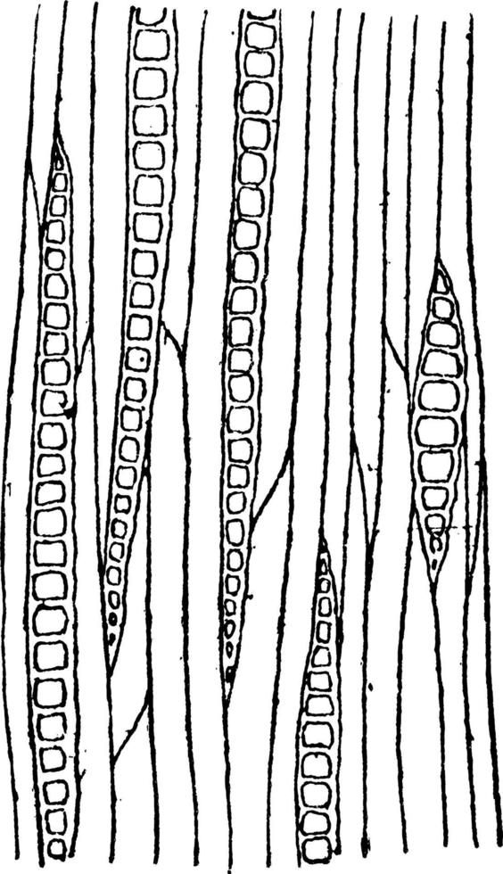 Longitudinal Tangential Section of Maple vintage illustration. vector