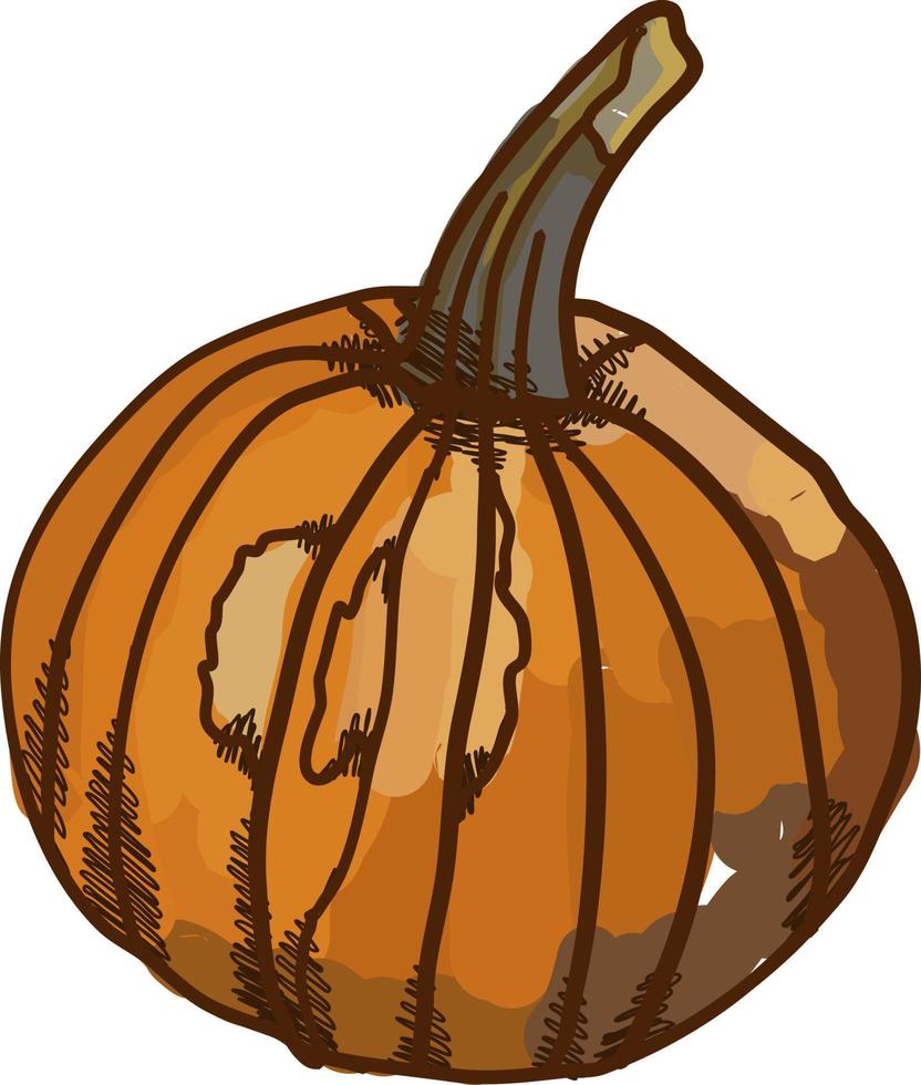 Sugar pie pumpkin, illustration, vector on white background