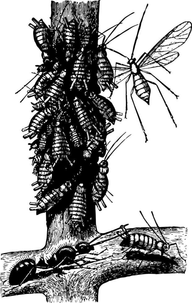 Ant and Plant Lice vintage illustration. vector