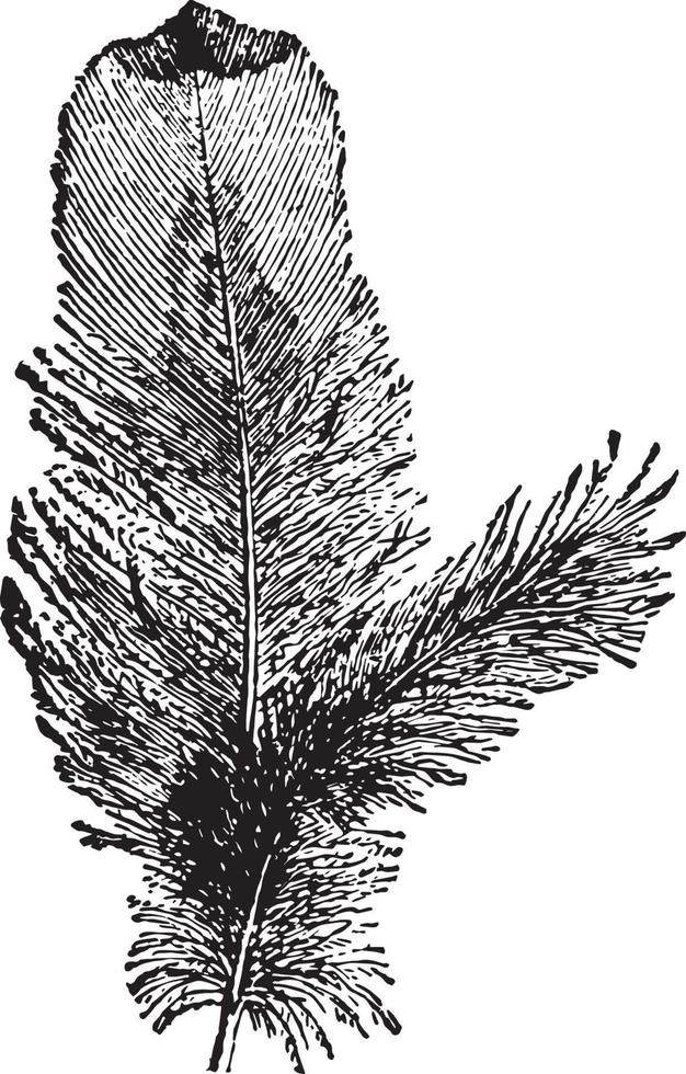 Plumule, vintage illustration. vector