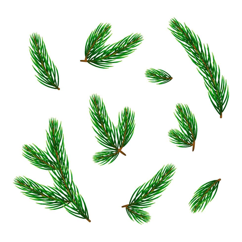 Set of pine or fir twigs. vector