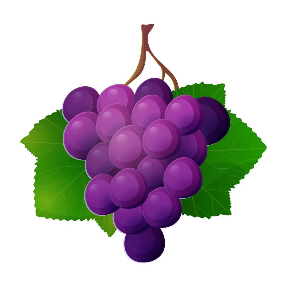 Purple grapes realistic vector illustration isolated on white background