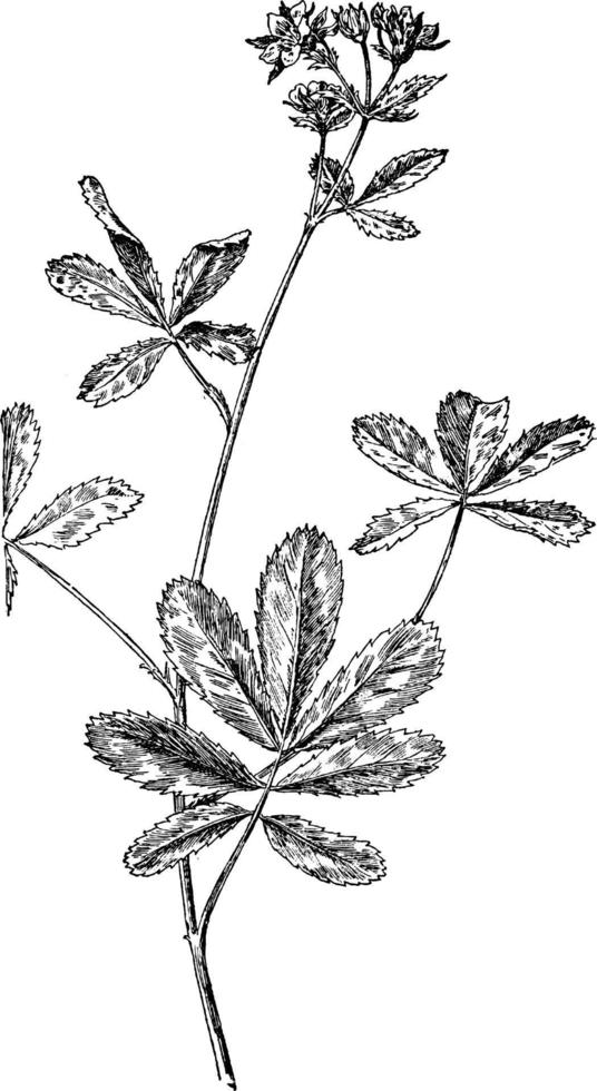 Purple Cinquefoil vintage illustration. vector