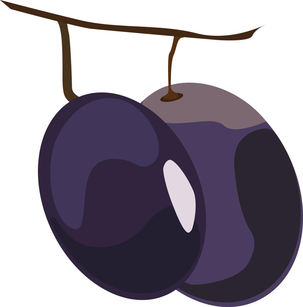 Plums, illustration, vector on white background.