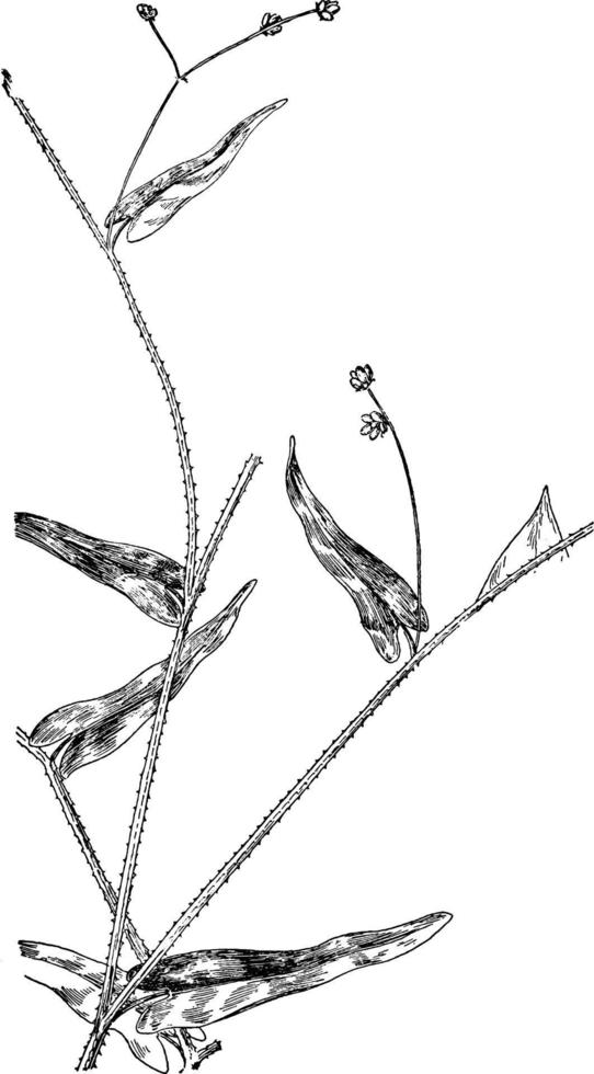 ilustración vintage de lágrima con hojas de flecha y alabarda. vector