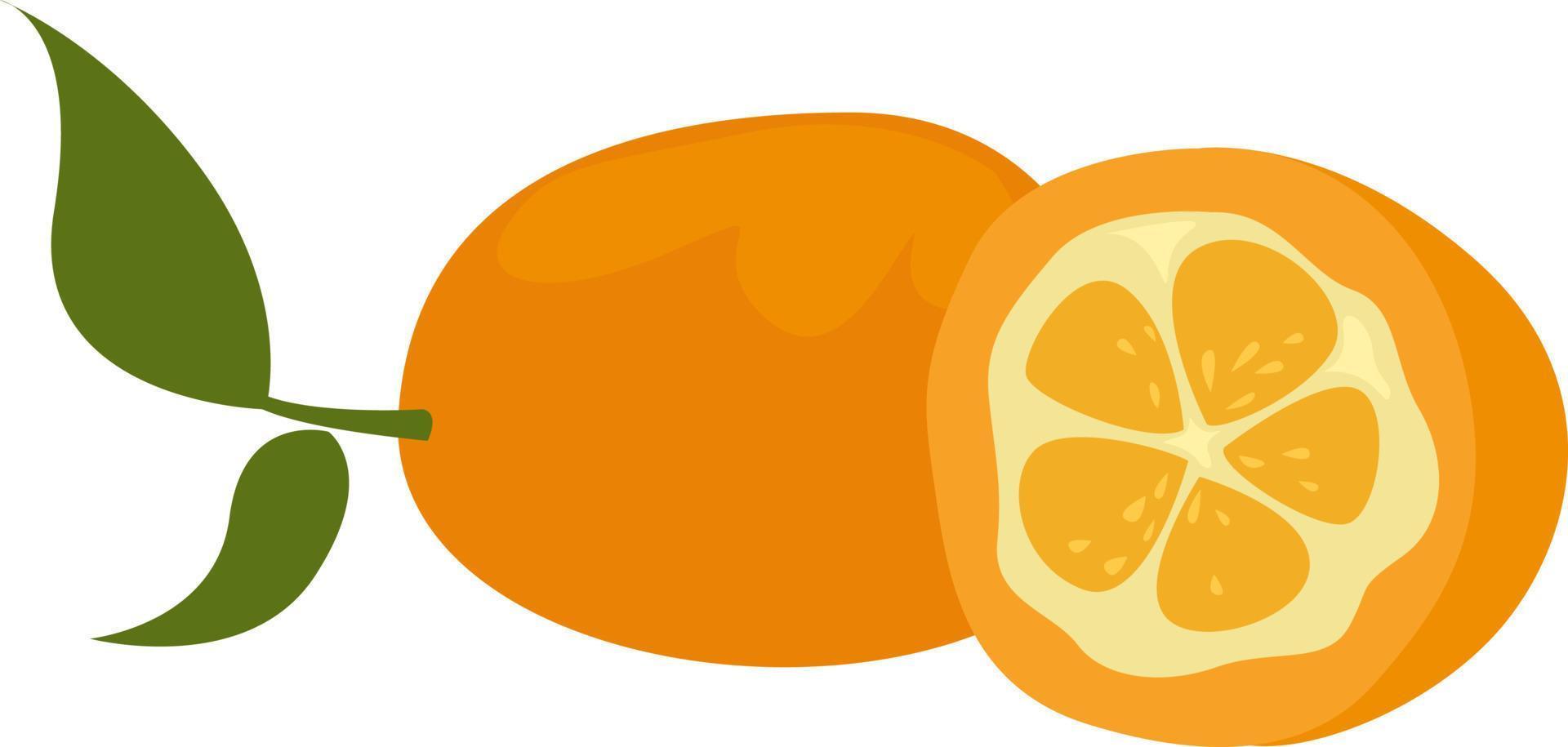 Fruta kumquat, ilustración, vector sobre fondo blanco.