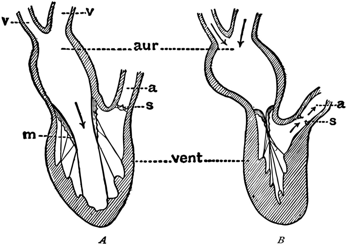 Diagram Showing the Pumping of the Heart, vintage illustration. vector