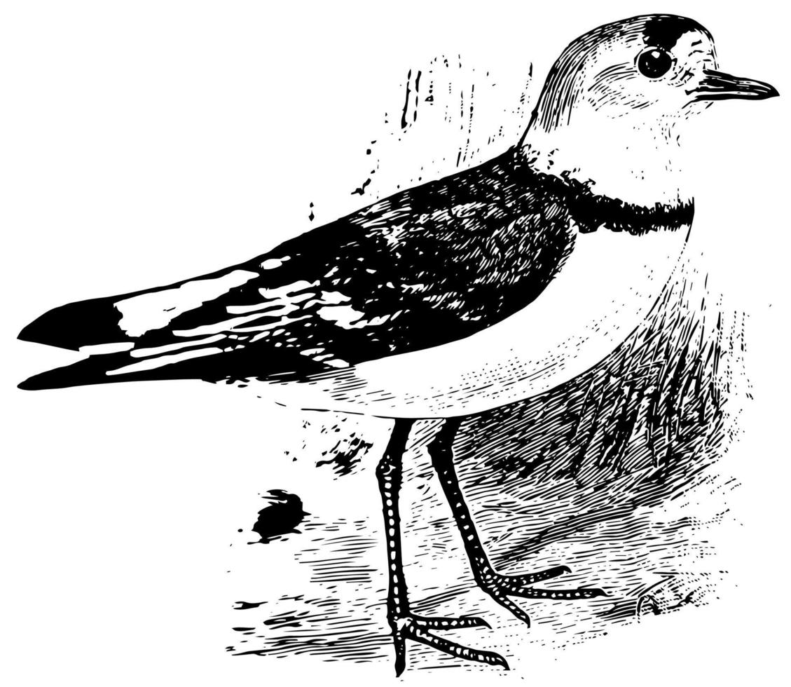 Piping Plover, vintage illustration. vector