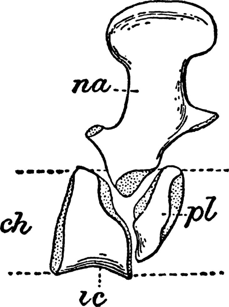 Dorsal Vertebrae of the Archegosaurus, vintage illustration. vector