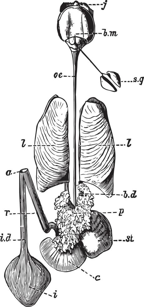 Cuttlefish Enteric Canal, vintage illustration vector