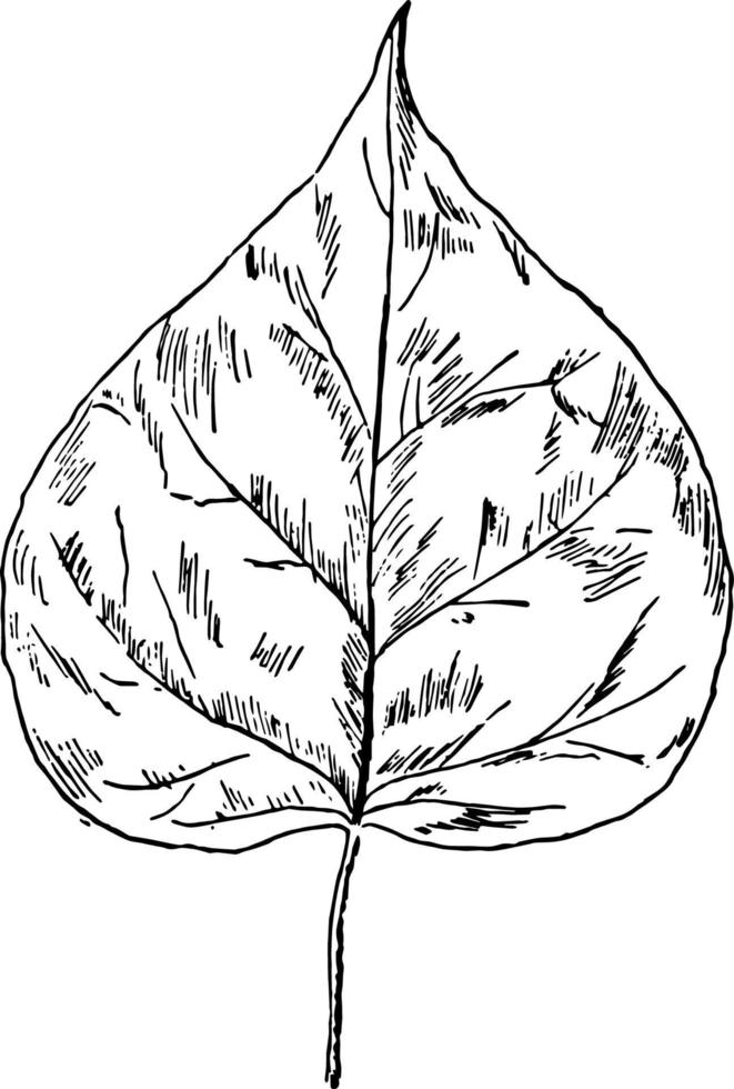 Catalpa Leaf vintage illustration. vector