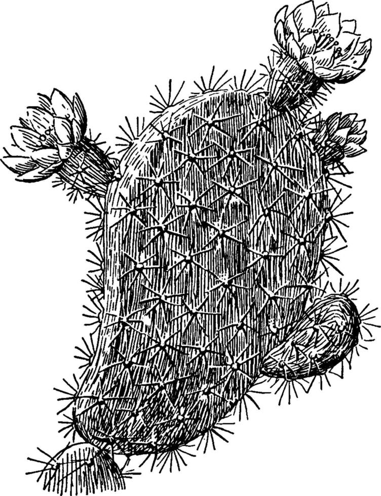 Prickly Pear vintage illustration. vector