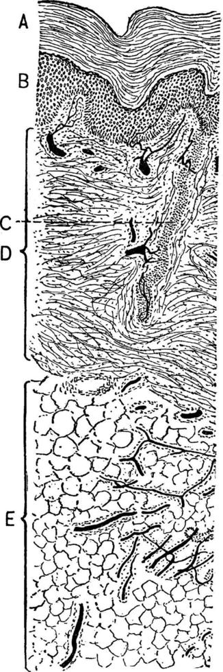 sección transversal de la piel, ilustración vintage. vector