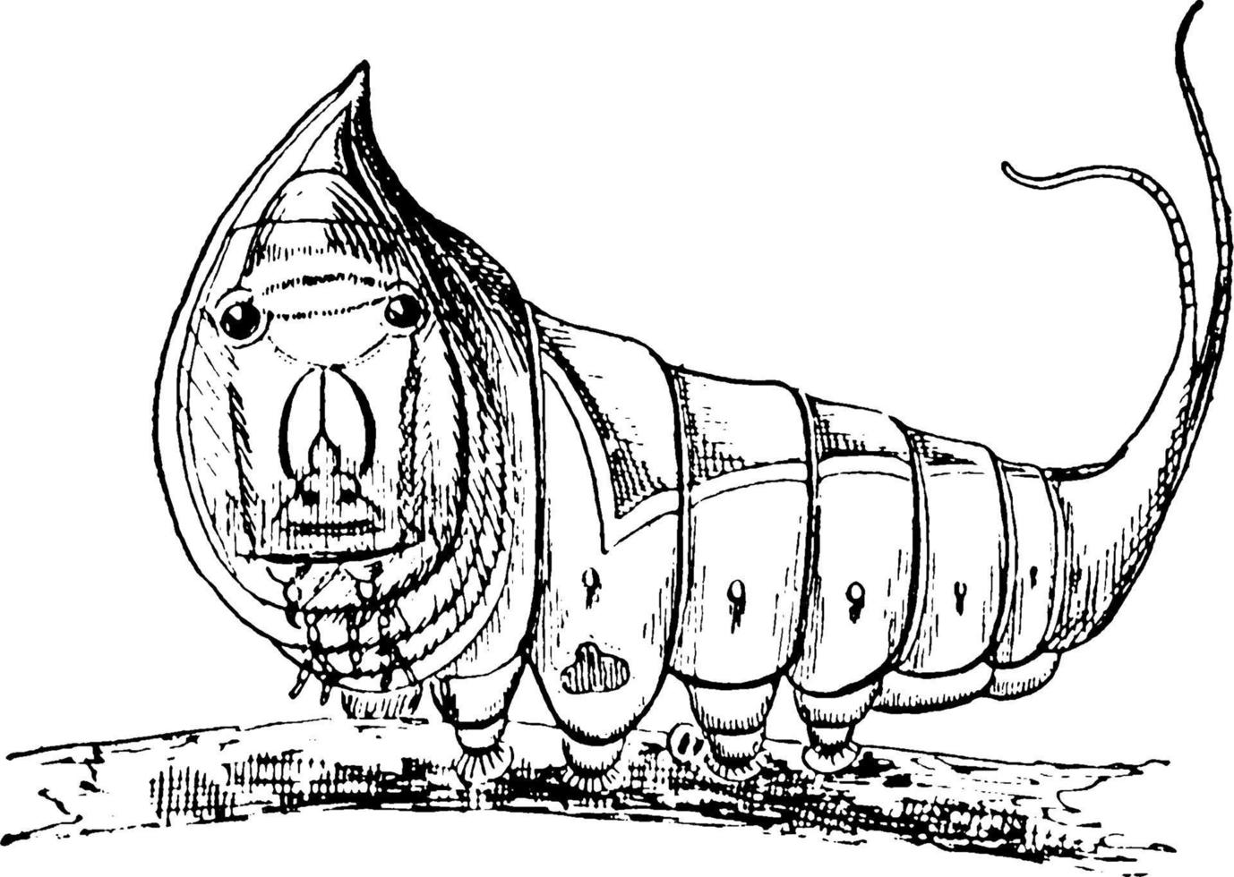 Caterpillar, vintage illustration. vector