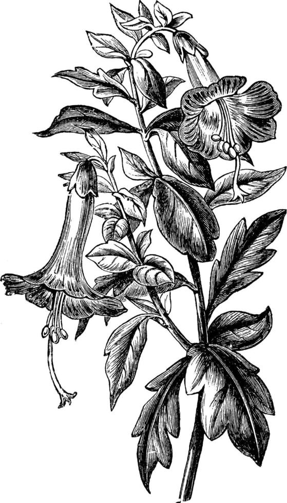 Flowering Branch of Cantua Buxifolia vintage illustration. vector