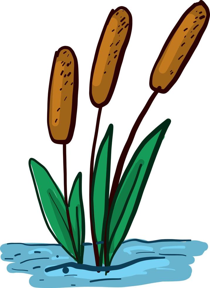 Beautiful reeds , illustration, vector on white background