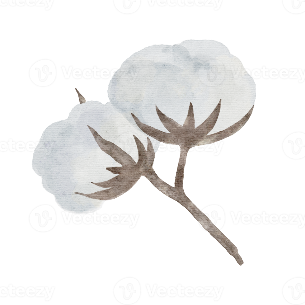 watercolor cotton  flower isolated on transparency background png